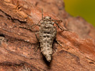 Messenger Moth - Agriopis bajaria