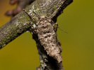 Brauner Breitflügelspanner - Agriopis bajaria