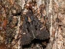 Lesser Common Rustic - Mesapamea secalella