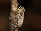 Northern Winter Moth - Operophtera fagata