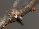 Ostrôžkár brezový - Thecla betulae