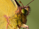 Žltáčik vičencový - Colias crocea