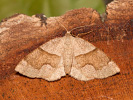 Kropenatec vrbový - Plagodis pulveraria