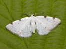 Zweifleckiger Weißspanner - Lomographa bimaculata