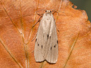 Lišejníkovec popelavý - Pelosia muscerda