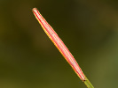 Zavíječ - Nascia cilialis