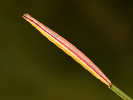 Nascia cilialis