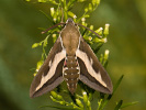 Bedstraw Hawk-moth - Hyles gallii
