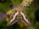 Bedstraw Hawk-moth - Hyles gallii