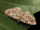 Cloaked Pug - Eupithecia abietaria