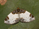 Himbeerspanner - Mesoleuca albicillata