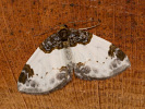 Píďalka maliníková - Mesoleuca albicillata