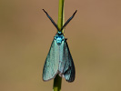 Zelenáčik krasovlasový - Jordanita subsolana