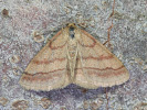Vlnopásník hnědonachový - Scopula rubiginata