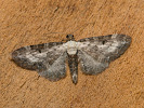 Píďalička diviznová - Eupithecia succenturiata