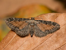 Tawny-speckled Pug - Eupithecia icterata