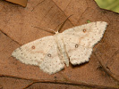 Birch Mocha - Cyclophora albipunctata