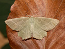 Zelenopláštník mateřídouškový - Thalera fimbrialis