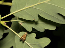 Longhorn Moth - Nemophora degeerella