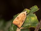 Gorse Tip Moth - Agonopterix nervosa