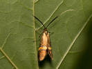Longhorn Moth - Nemophora degeerella