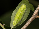 Ostruháček březový - Thecla betulae