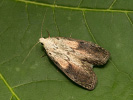 Bee Moth - Aphomia sociella