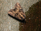 Common Rustic - Mesapamea secalis