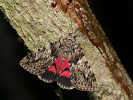 Light Crimson Underwing - Catocala promissa