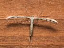 Pernatuška svlačcová - Emmelina monodactyla