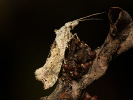 Scarce Smudge - Ypsolopha asperella