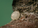 Kleiner Schlehen-Zipfelfalter - Satyrium acaciae
