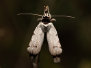Morica viková - Lygephila craccae