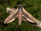 Privet Hawk-moth - Sphinx ligustri