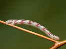 Mondfleckiger Blütenspanner - Eupithecia centaureata