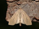 Sivkavec veľký - Rhizedra lutosa