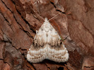 Drobnička biela - Meganola albula