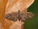  - Eupithecia lanceata
