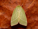 Zelenka buková - Pseudoips prasinana