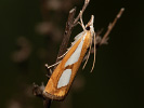 Trávovec metlicový - Catoptria pinella