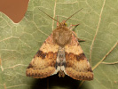 Černopáska štětková - Heliothis viriplaca