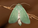Sivkavec zelený - Calamia tridens