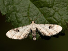 Píďalička srpková - Eupithecia centaureata