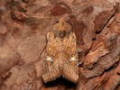 Travařka luční - Amphipoea fucosa