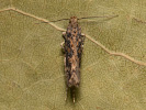 Beet Moth - Scrobipalpa ocellatella