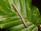 Zejkovec pozdní - Colotois pennaria