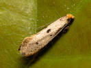 Bird\'s-nest Moth - Tinea trinotella