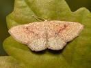Piadica brezová - Cyclophora porata