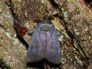 Blyšťavka čierna - Amphipyra livida