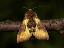 Kovolesklec šedivkový - Diachrysia chrysitis
